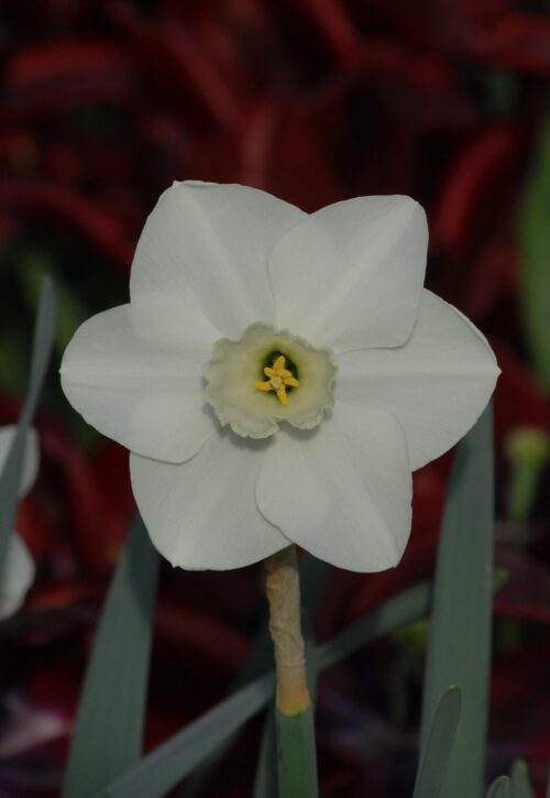 Narcissus Misty Glen_0669