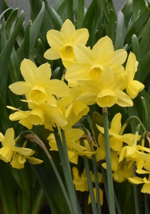 Narcissus Moonlight Sensation_3721 (3)