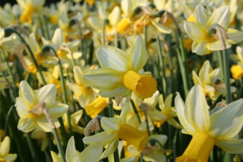 Narcissus Mother Duck
