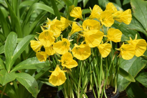 Narcissus Oxford Gold_1254 (3)