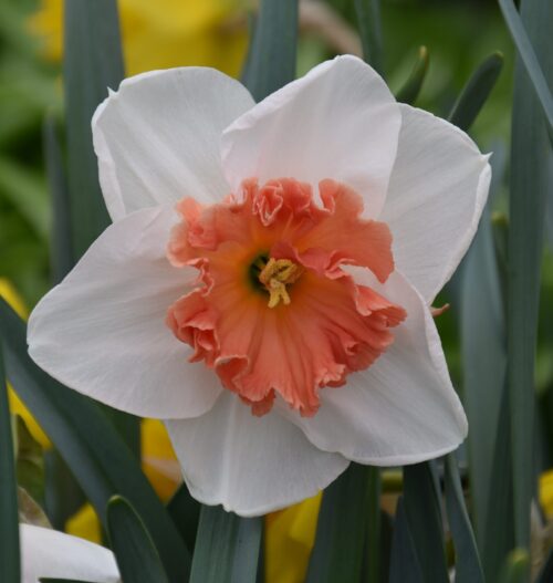 Narcissus Precocious_0261 (2)