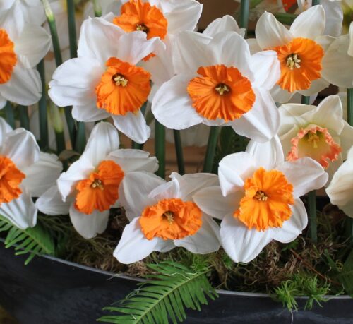 Narcissus Professor Einstein sq