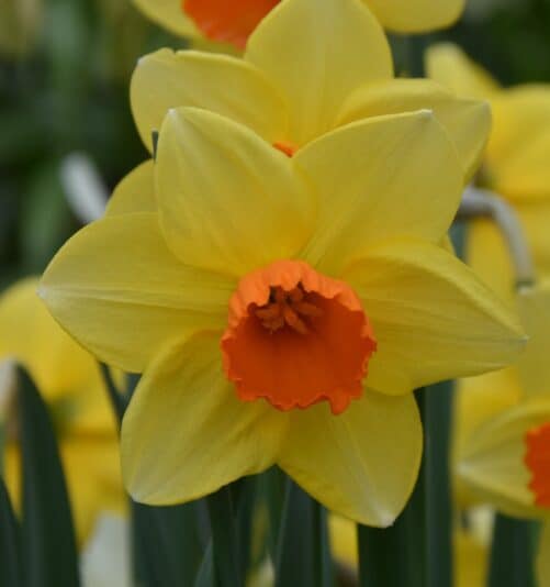 Narcissus Red Devon-fortune