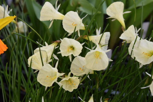 Narcissus Spoirot_9893