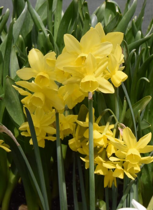 Narcissus Sunlight Sensation_3724 (1)