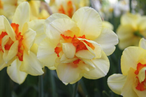 Narcissus Tahiti_5235 (3)