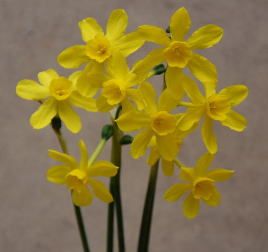 Narcissus Tiny Bubbles sq