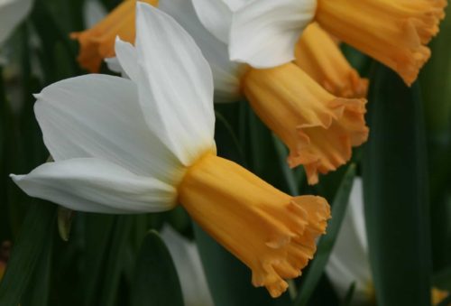 Narcissus Winter Waltz c,.9
