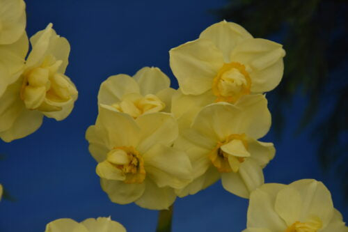 Narcissus Yellow cheerfulness_2162 (1)