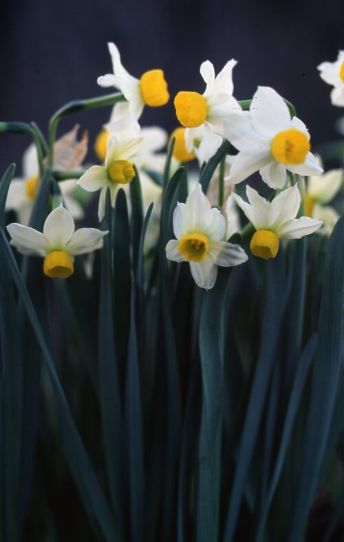 Narcissus canaliculatus-714