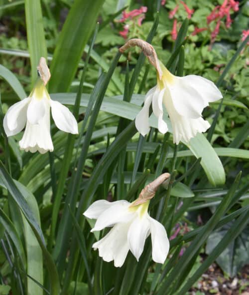 Narcissus moschatus_6824 (2)