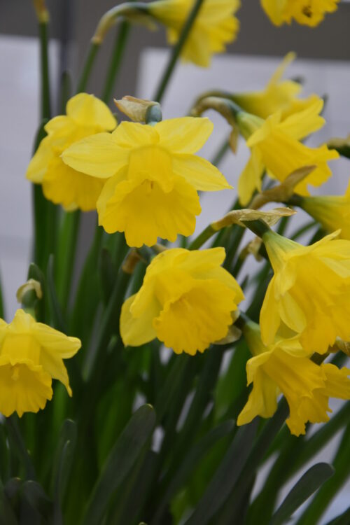 Narcissus obvallaris_9386 (1)