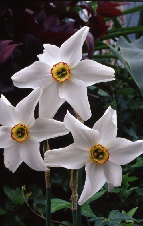 Narcissus poeticus recurvus-706