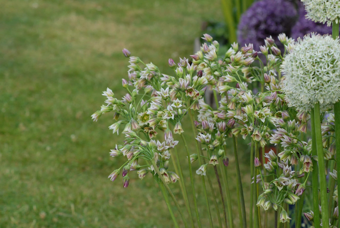 Nectaroscordum siculum