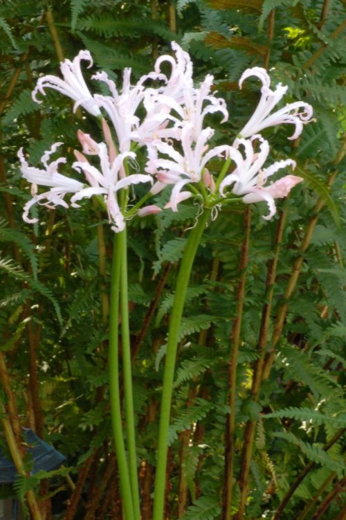 Nerine Vesta_1177 (1)