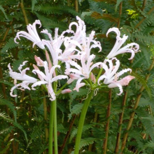 Nerine Vesta_1177 (1)