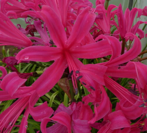 Nerine Zeal Giant 2