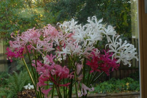 Nerine bowdeni Mixed_1302 (1)