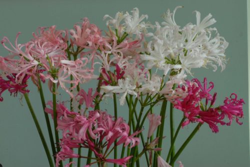 Nerine bowdeni Mixed_1306