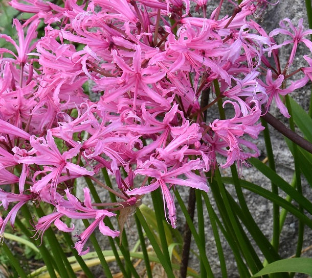 Nerine bowdenii sq