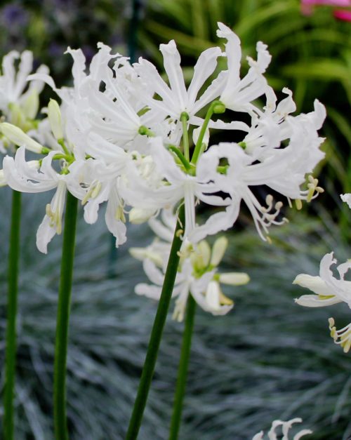 Nerine flexuosa Alba