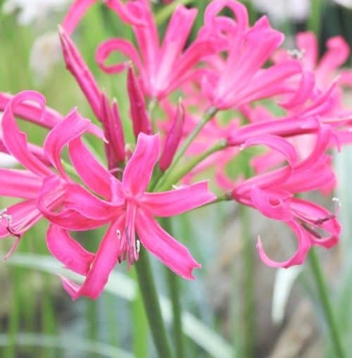 Nerine pink Triumph
