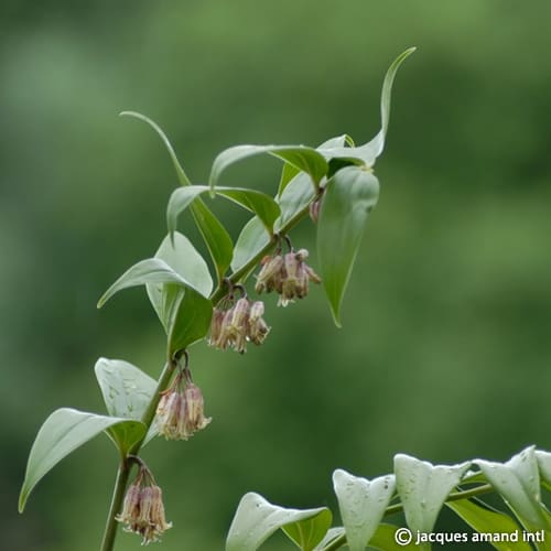 Oppositifolium