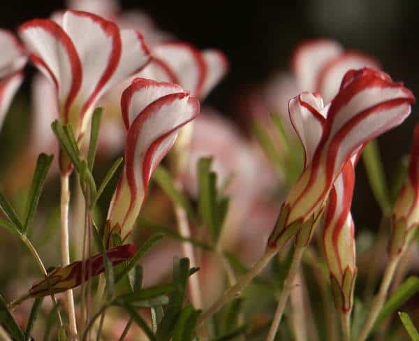 Oxalis versicolor
