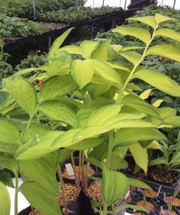 POLYGONATUM odoratum ‘Kouga’