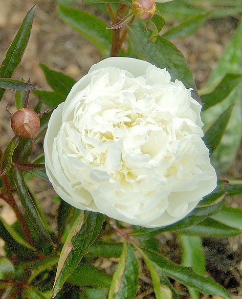 Paeonia Duchesse de Nemours1