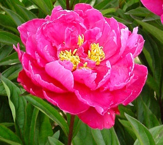 Paeonia General MacMahon small