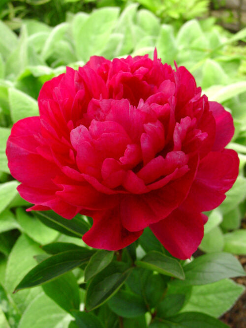 Paeonia Kansas