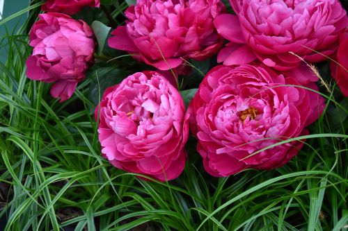 Paeony red sarah bernhardt