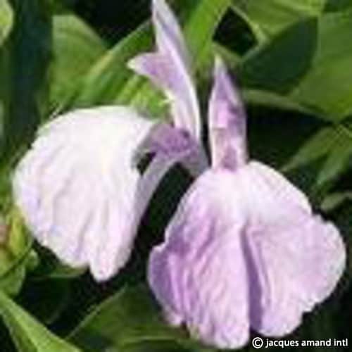 Purpurea-Vincent