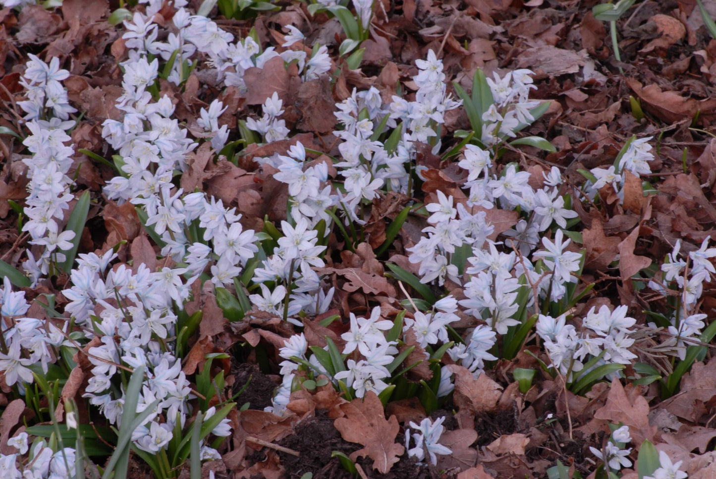 Puschkinia libanotica. 2010