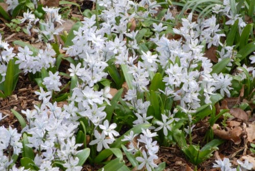 Puschkinia scilloides_1054