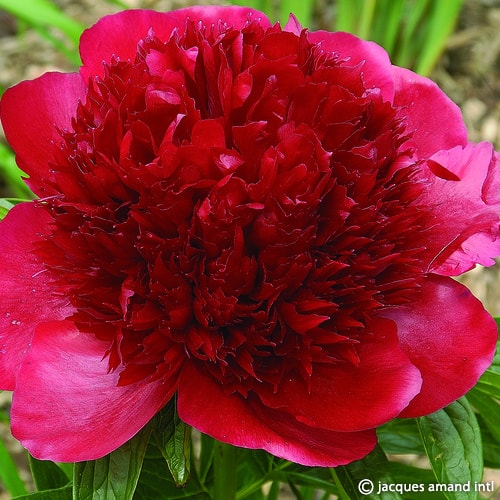 Red-Charm
