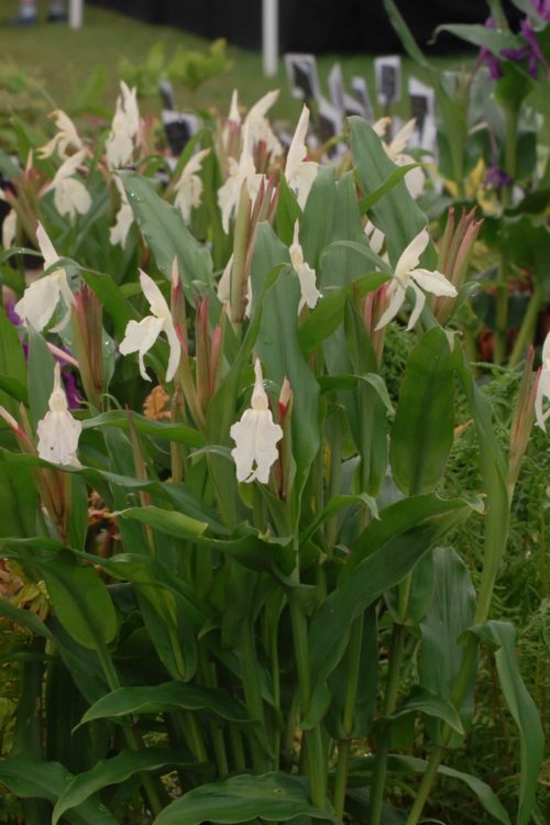 Roscoe cautleyoides 1