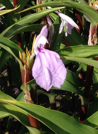 Roscoea purpurea Cinnamon Stick