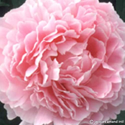 Sarah-Bernhardt
