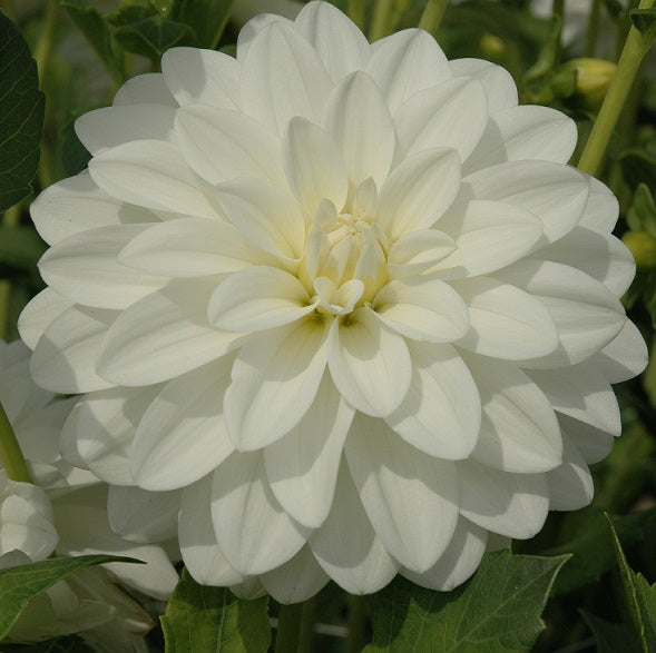 Siberia dahlia