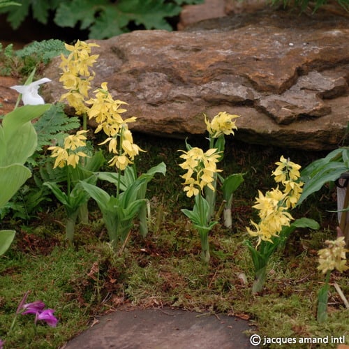 Sieboldii