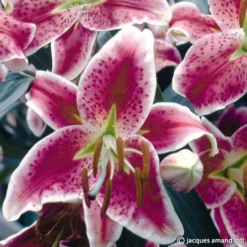 Stargazer