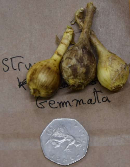 Strumaria gemmata_8101