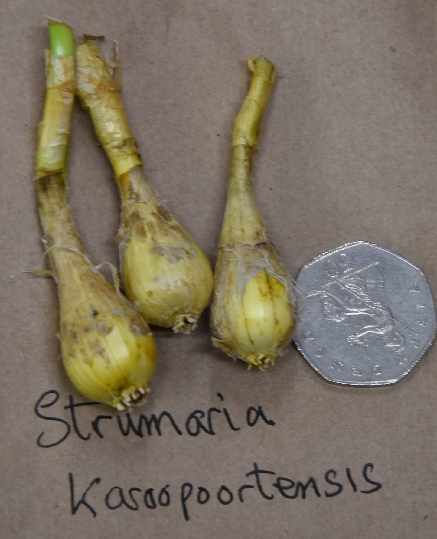 Strumaria karoopoortensis_8103