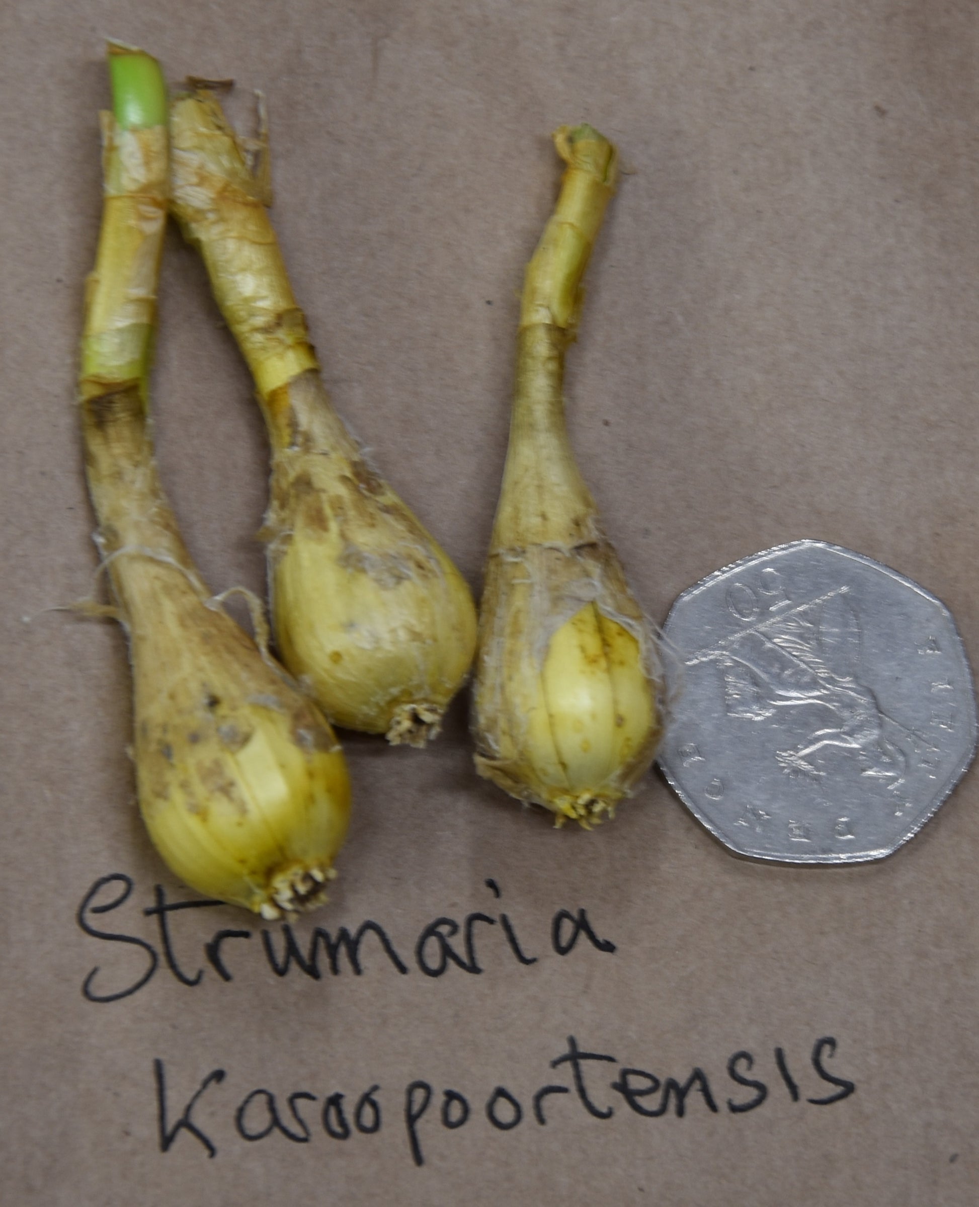 Strumaria karoopoortensis_8103
