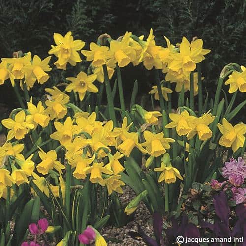 Tete-a-Tete-AGM