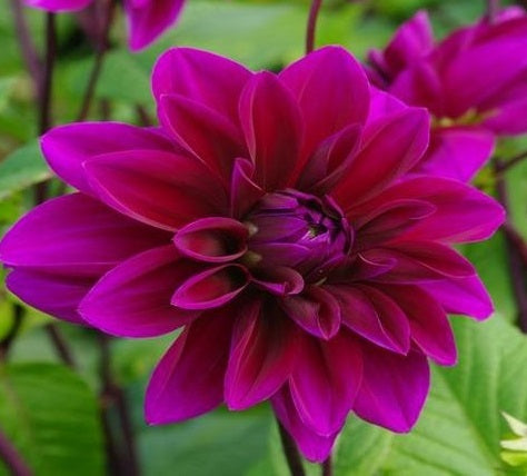 Thomas A. Edison dahlia