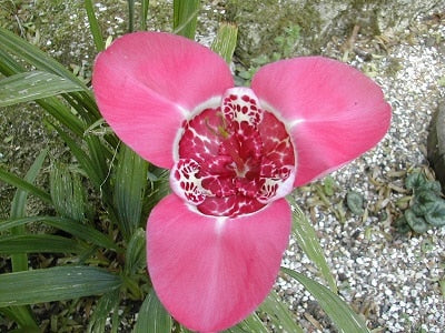 Tigridia lilacea