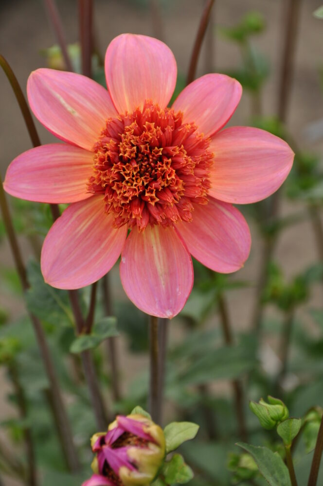 Totally Tangerine-10 (st)